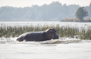 Zambezi Grande Wildlife