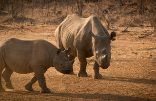 Amazing black rhino sightings 