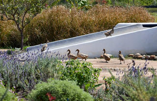 Spier Food Garden 