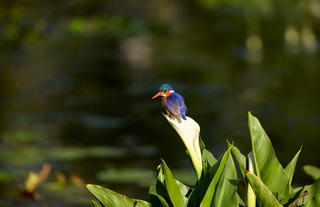 Spier Hotel Birding 