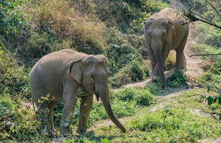 Mekong Elephant Park