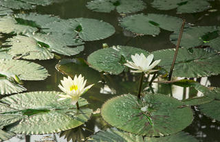 white lotus pond