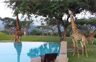 Giraffes at the pool