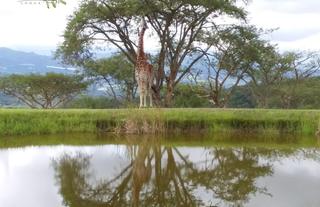 Giraffe by the dam