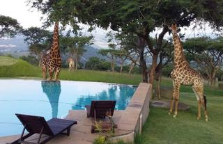 Giraffes at the pool 