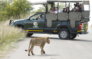 Kurt Safaris in the Kruger