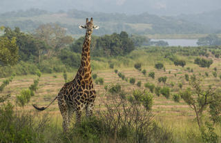 Giraffe walking in the Estate