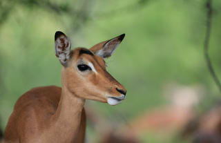 Impala on the reserve