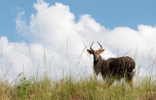 Nyala on the Reserve