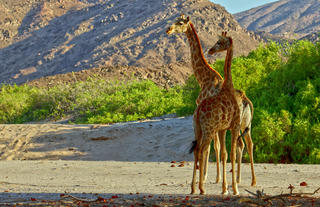 Hoanib Valley Camp - Game Drive Giraffe