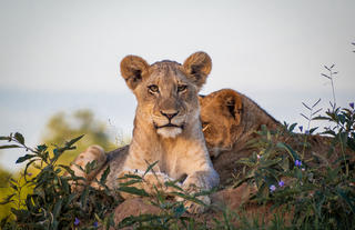 Dulini River - Safari