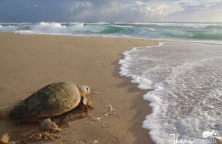 Turtles on Thonga Beach