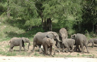 Elephants round watering hole at Rhino Post Safari Lodge