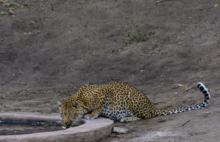 Rhino Post Safari Lodge - Leopard