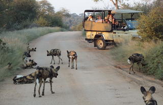 Rhino Post Safari Lodge - Game Drives