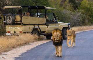 Rhino Post Safari Lodge - Game Drives