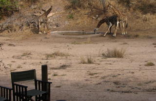 Rhino Post Safari Lodge - Waterhole Guests