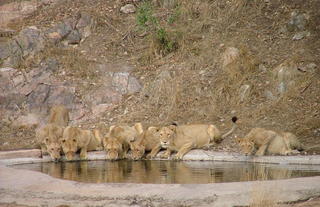 Rhino Post Safari Lodge - Waterhole Guests