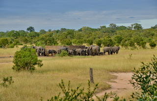 Sleepouts @ Rhino Walking Safaris - Wildlife