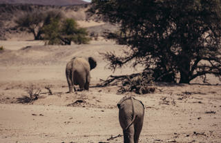 Desert Elephants roaming the area. 