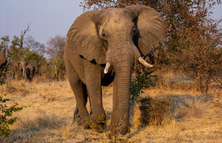 Elephant in Zambezi National Park