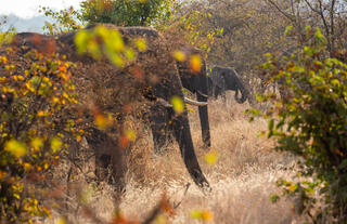 Wildlife Drive in Zambezi National Park