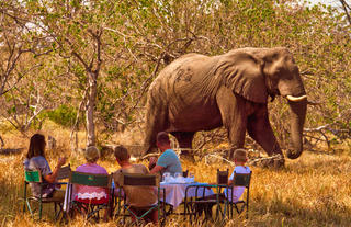 Lunch on Safari