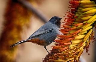 Birding