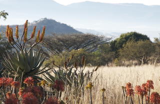 Winter aloes