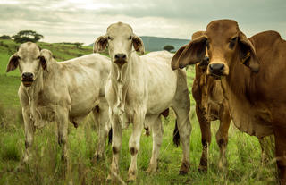 Fresh Farm Fare Brahman Beef