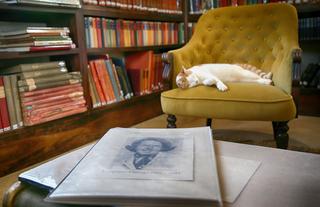 Relaxed cat in the library