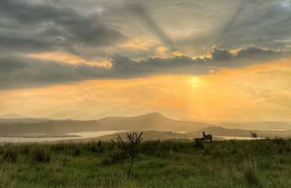 Sunset Horses