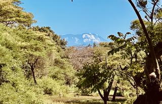 Kilimanjaro View 