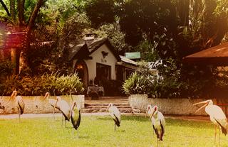 Yellow Billed Storks 