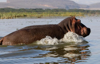 Hippos in Lake Naivasha