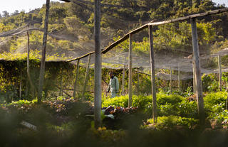 Organic Garden Tour