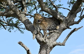 Mara leopard
