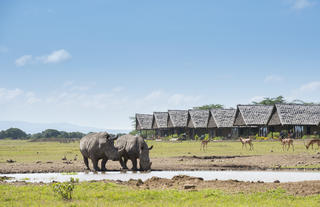 Watering hole with rhinos
