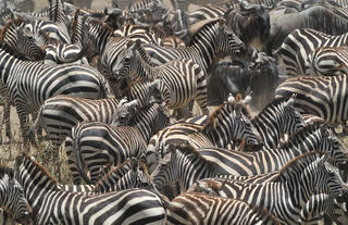Zebra at Ndutu