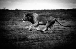 Lions at Ndutu