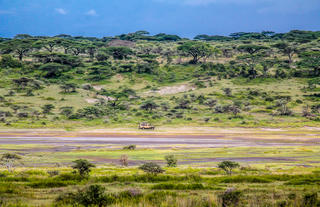 Ndutu Plains 