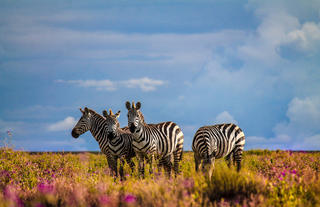 Zebra at Ndutu
