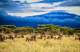Wildebeest at Ndutu
