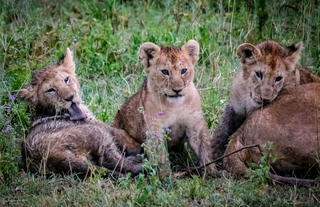 Lion Cubs at Ndutu