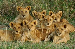 The Magnificient Seven at Ndutu Safari Lodge