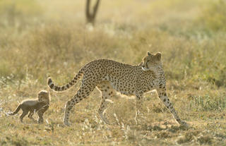 Cheetah at Ndutu Safari Lodge