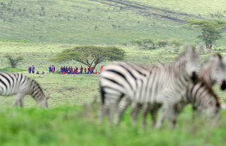 The Maasai and Zebra at Ndutu Safari Lodge
