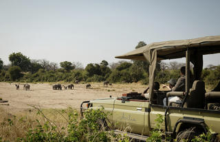 Kwihala - Elephants spotted on game drive