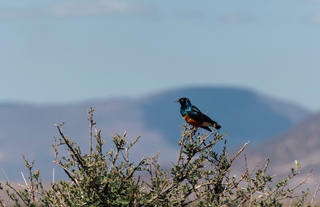 Kwihala - Excellent bird watching