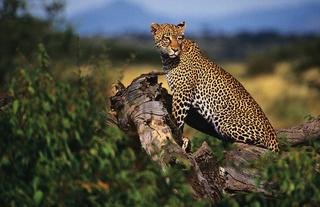 Wildlife in Samburu